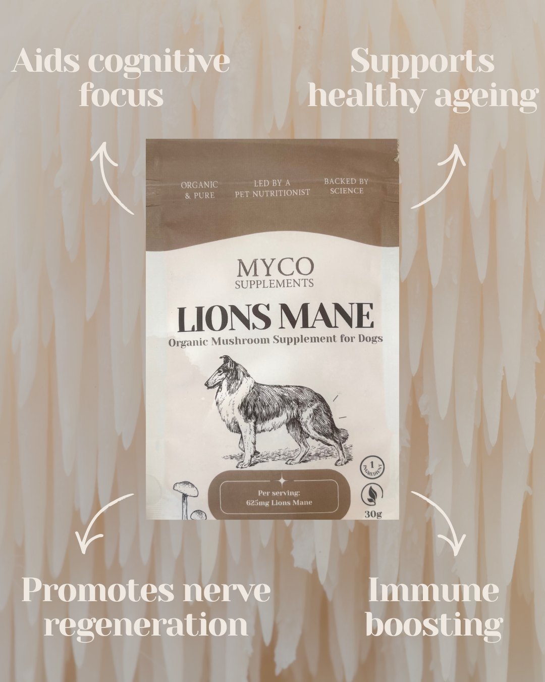 Sample Bundle - Lion's Mane & Reishi - Organic Mushroom Supplement for Dogs