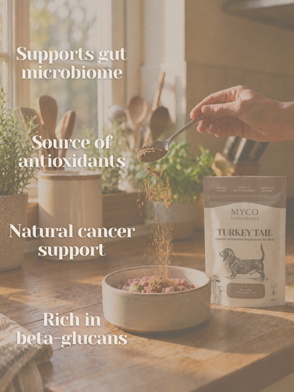 Turkey Tail - Organic Mushroom Immune Support Supplement for Dogs